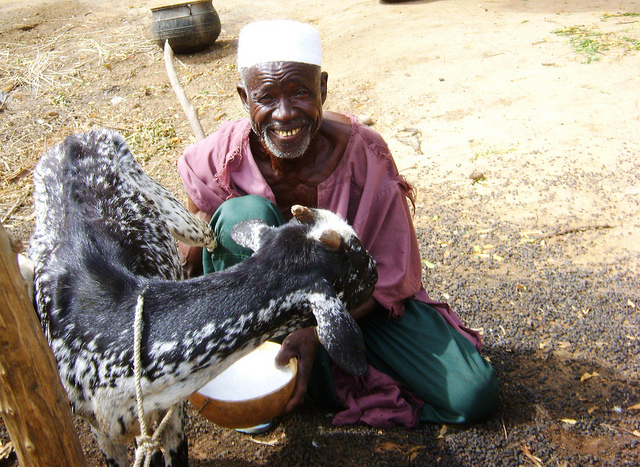 A village chief milking one of his goats in Ségou District, Mali. Photo: ILRI/Valentin Bognan Koné. Source: Flickr (ILRI Images)