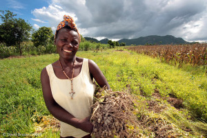 Woman farmer harvesting groundnuts in Zimbabwe. (Flickr: David Brazier/IWMI)