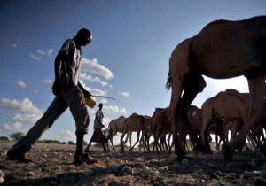 Cattle herded to a water point near Wajir, in northern Kenya. Photo source: ILRI Corporate Report 2014–2015. ILRI/Riccardo Gangale (CC BY-NC-SA)