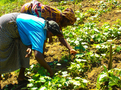 Kenyan women farmers in the field