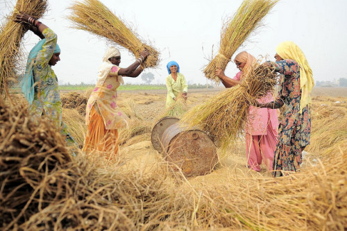 Women farmers threshing rice in Punjab, India. Source: Flickr (Neil Palmer/CIAT)