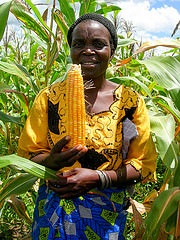 New Study Finds that Orange Maize Improves Vitamin A in Children