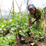 The evolution of mainstreaming nutrition in Africa’s agriculture sector