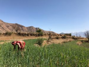 Woman working in a field in Maulali (Photo credit: Jeeyon Janet Kim)