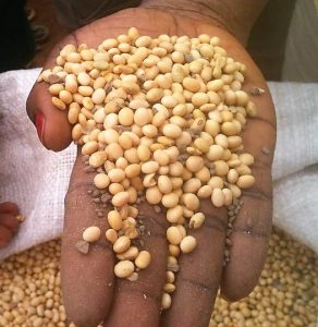 Soybeans (Photo credit: USAID/Kathleen Ragsdale)