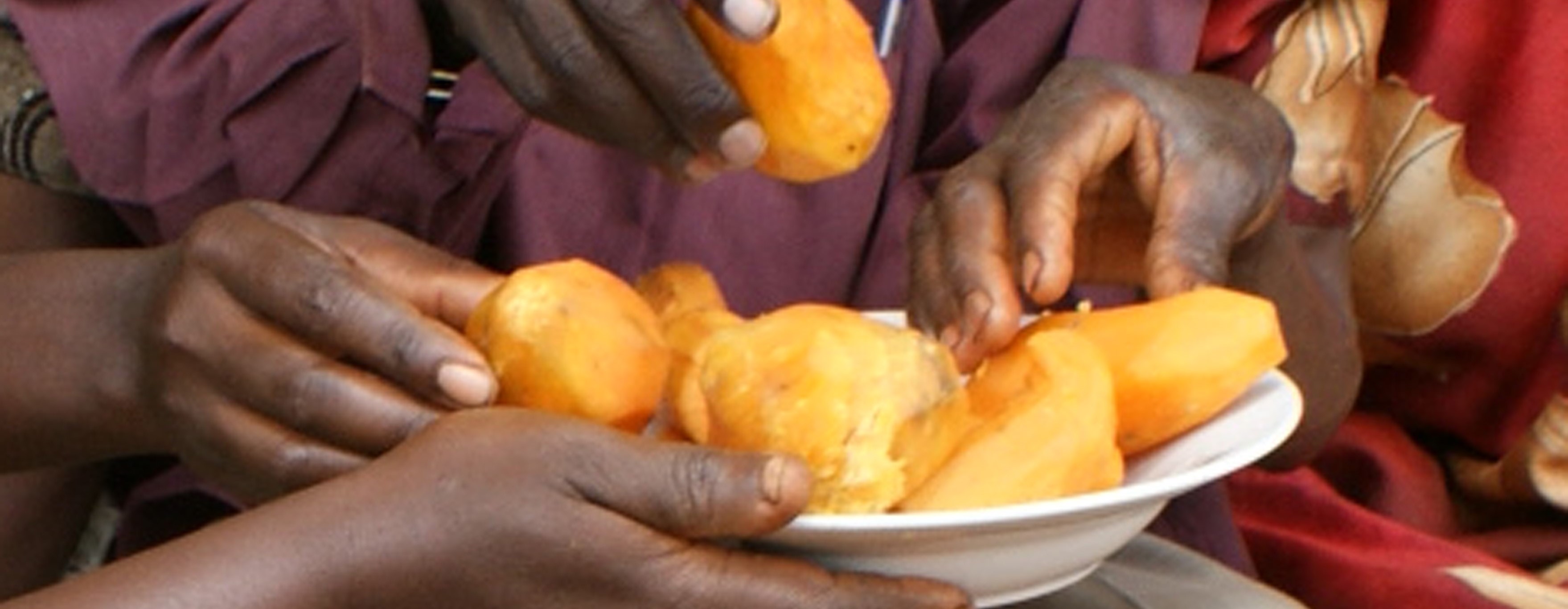 HarvestPlus, FAO Release Joint Brief on Biofortification