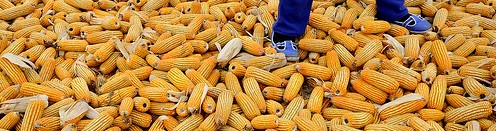 Training and Low-Cost Tech Cut Aflatoxin by 53 Per Cent